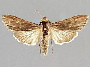 Cucullia eucaena