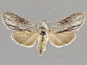 Cucullia incresa