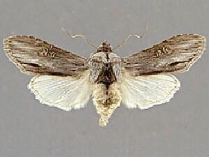 Cucullia incresa