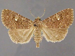 Condica orta