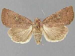 Condica claufacta