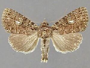 Condica punctifera