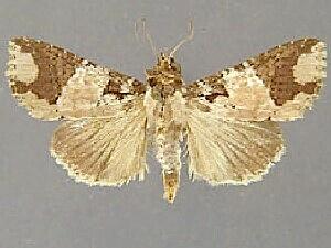 Condica cupentia