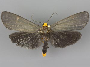 Gnamptonychia ventralis