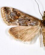 Loxostege allectalis