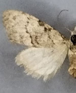 Nola involuta
