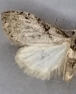 Nola involuta