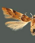 Theisoa constrictella