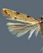 Taygete citrinella