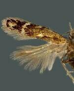 Leucogoniella distincta