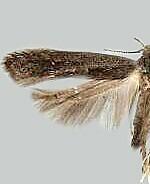 Aproaerema adversa