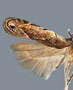 Battaristis concinnusella