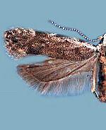 Anacampsis conclusella