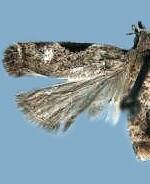 Anacampsis lagunculariella