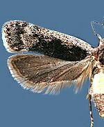 Anacampsis populella