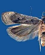 Anacampsis sacramenta