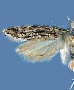 Anarsia lineatella