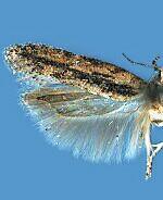 Hypatima zesticopa
