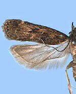 Helcystogramma melantherella