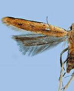 Mesophleps adustipennis