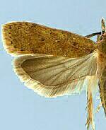 Dichomeris ventrellus