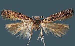 Scrobipalpula potentella