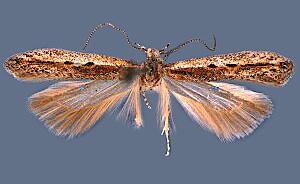 Scrobipalpula radiatella
