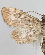 Anania tennesseensis