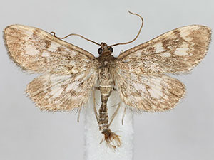 Anania tennesseensis