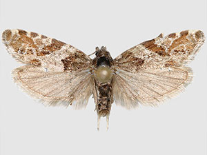 Eucosma insignata
