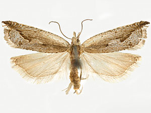 Ancylis oregonensis