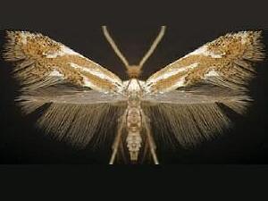 Philonome clemensella