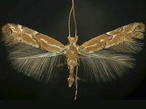 Phyllonorycter celtisella