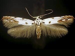Mompha eloisella