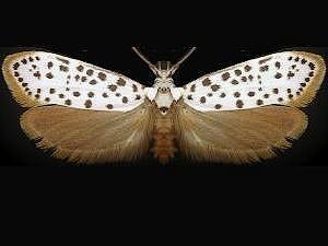 Prays atomocella
