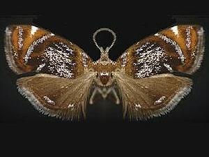 Prochoreutis inflatella