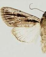 Sympistis rayata