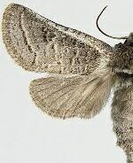 Comadia redtenbacheri