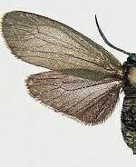Neoprocris prunivora