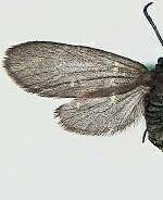 Neoprocris floridana