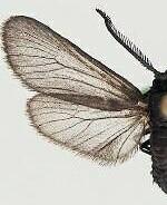 Neoilliberis kendalli