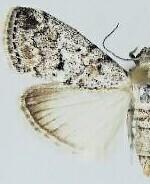 Pococera gelidalis