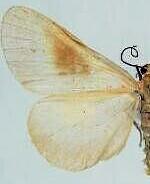 Eubaphe medea