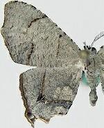 Trotorhombia metachromata