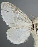 Apotolype blanchardi