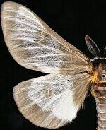 Hemileuca slosseri