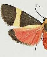 Cisthene schwarziorum