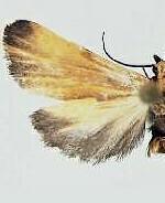 Lycomorphodes sordida
