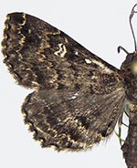 Thursania lycimnia
