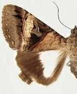 Melipotis nigrobasis